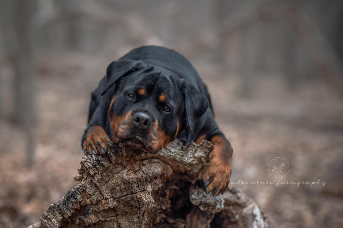 Pet Photography, Scott Depot, WV