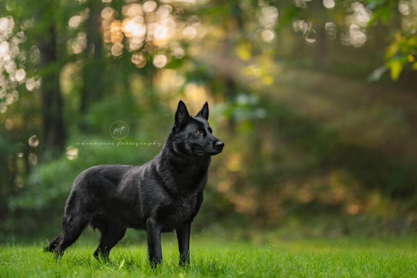 Adventure Furtography Pet Portrait