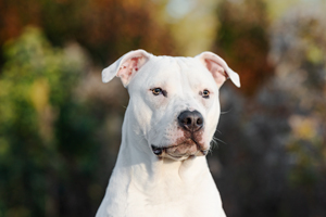 Pet Photography WV